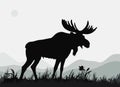 One mighty moose stands, isolated images Royalty Free Stock Photo